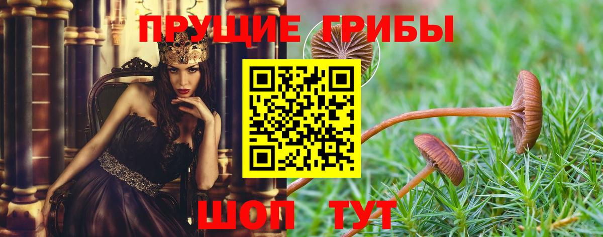 Галлюциногенные грибы Cubensis Канаш